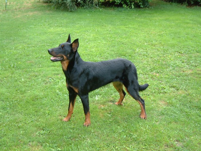 Birmane De Montclea (33)